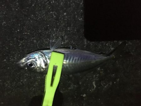 ヘチ釣りとエギング